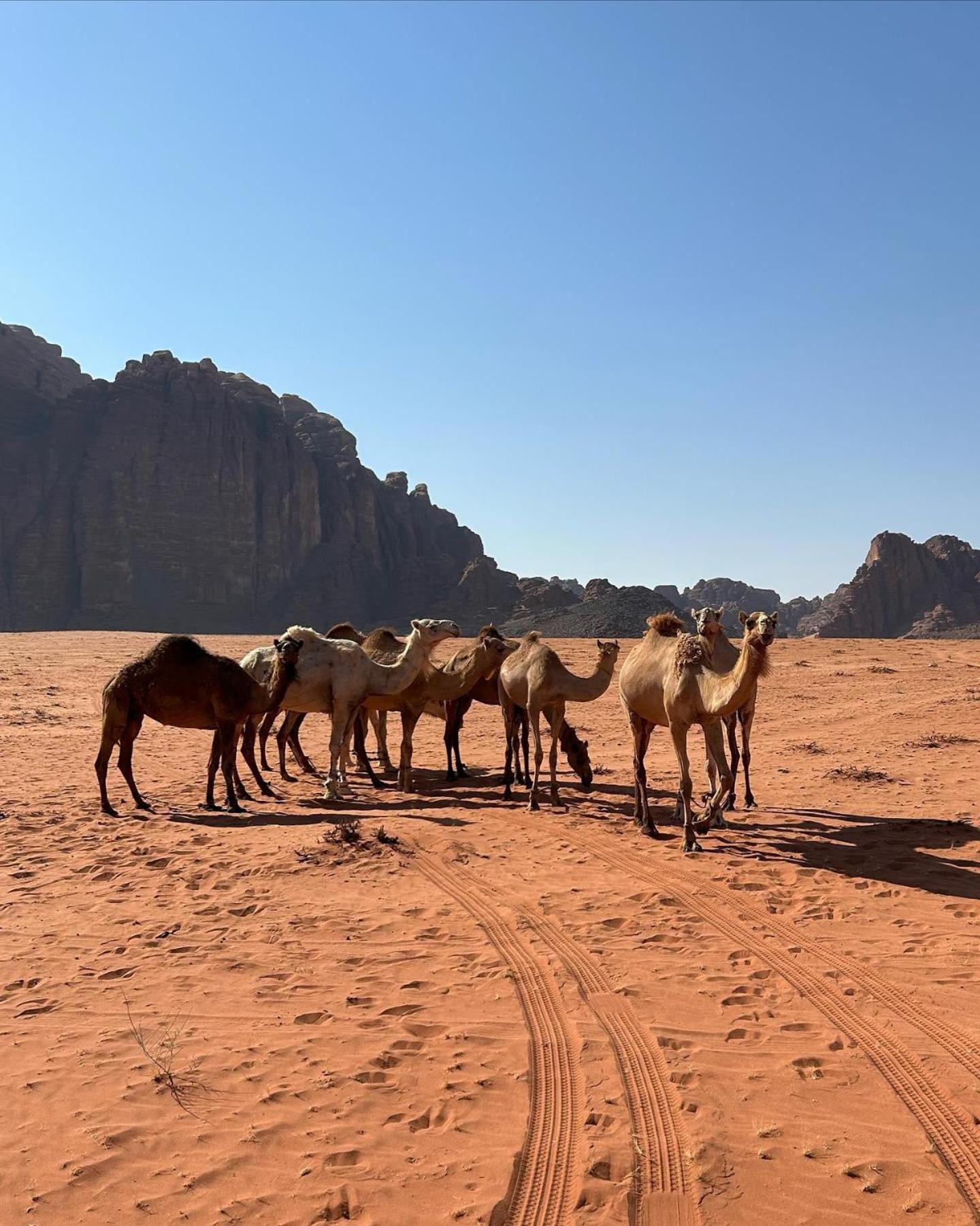 Flower Life Camp Wadi Rum Exterior photo