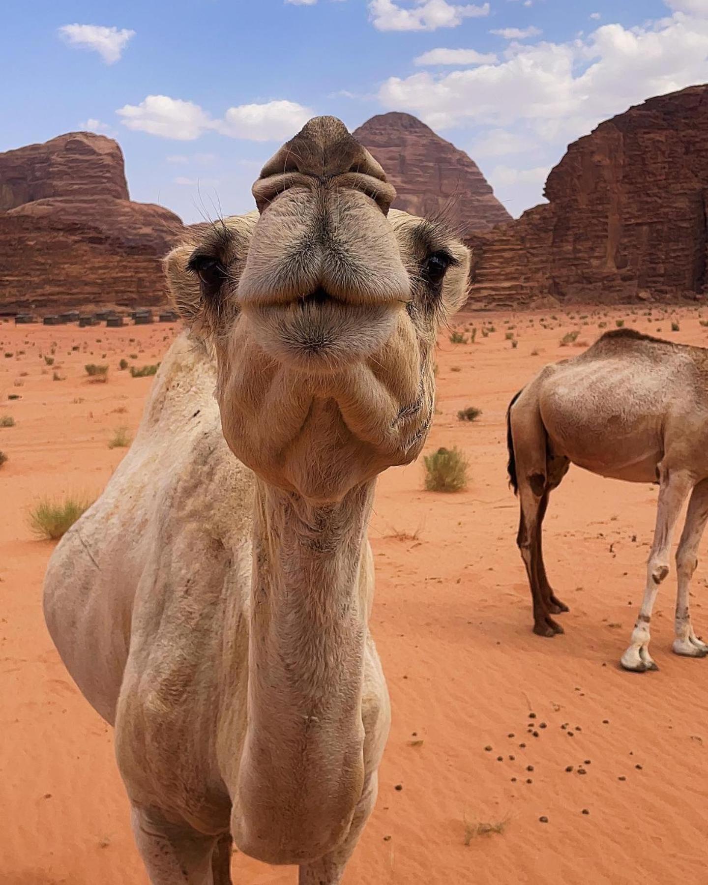 Flower Life Camp Wadi Rum Exterior photo